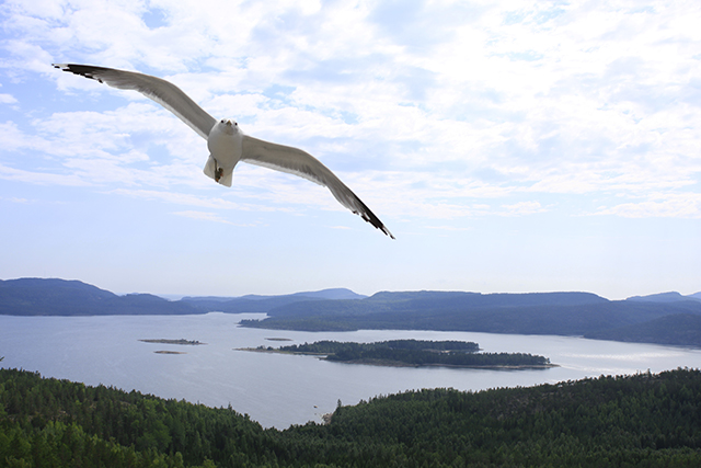 Lokki lentää taivaalla, jossa valkoisia pilviä. Alhaalla näkyy järvi, saaria ja metsää.