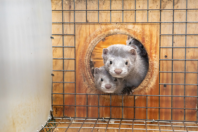 Kaksi minkkiä kurkistaa ulos häkissä olevasta kulkuaukosta